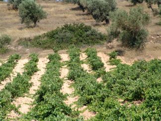 >"<em>Savatiano</em>" 
        or "<em>Sabatiano</em>" is traditionally the indigenous white 
        grape variety fully adapted in the region, assigned to full body and high 
        sugar content. The oldest vineyards are those replanted onto R110 root 
        after the last paneuropean phylloxera of early '60s. Regional savatiano 
        crop is ranging to 3 - 5 t / ha.
      <p class=